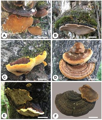 Species Diversity, Phylogeny, Divergence Time, and Biogeography of the Genus Sanghuangporus (Basidiomycota)